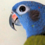 2019生まれのアケボノインコ Aさん