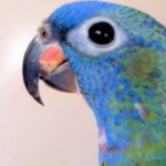 2019生まれのアケボノインコ Bさん