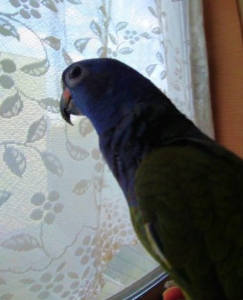 アケボノインコ、2019年生まれ 9ヶ月になる Aさんの写真