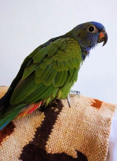 アケボノインコ 2019b写真3