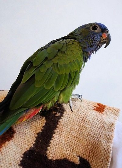 アケボノインコ 2019b写真2