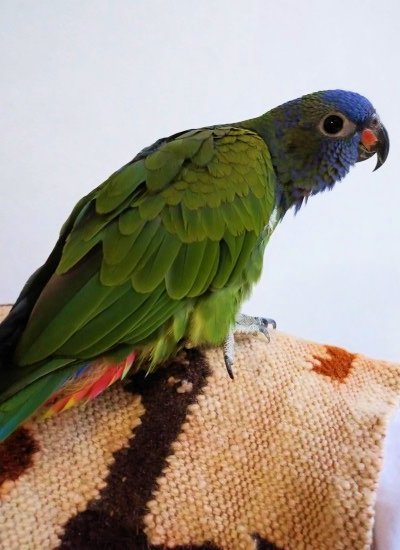 アケボノインコ 2019b写真1