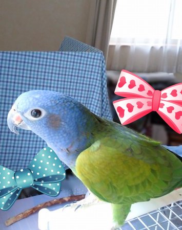 アケボノインコ 2019b写真