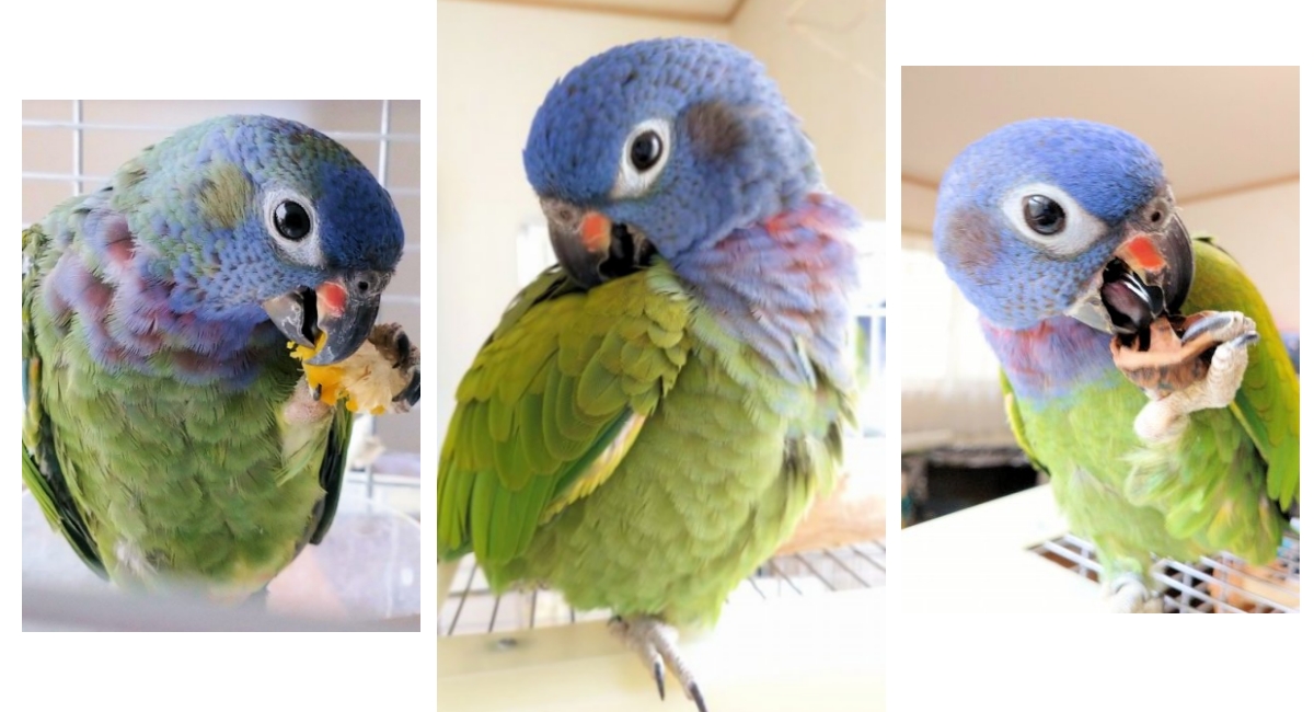アケボノインコ 2019b-半年ごと推移の写真