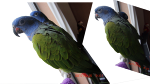 アケボノインコ2013d写真