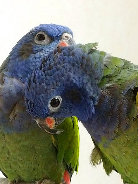 アケボノインコ カキカキ写真