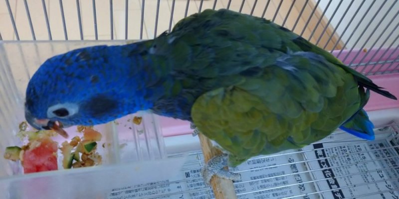 アケボノインコ 2019b写真