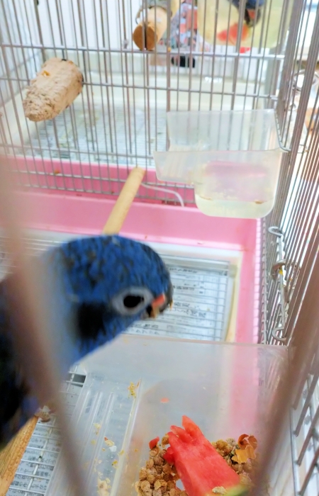 アケボノインコ 2019b写真-July2021