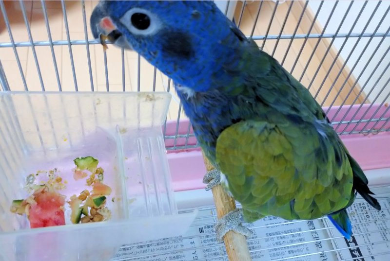 アケボノインコ 2013d写真