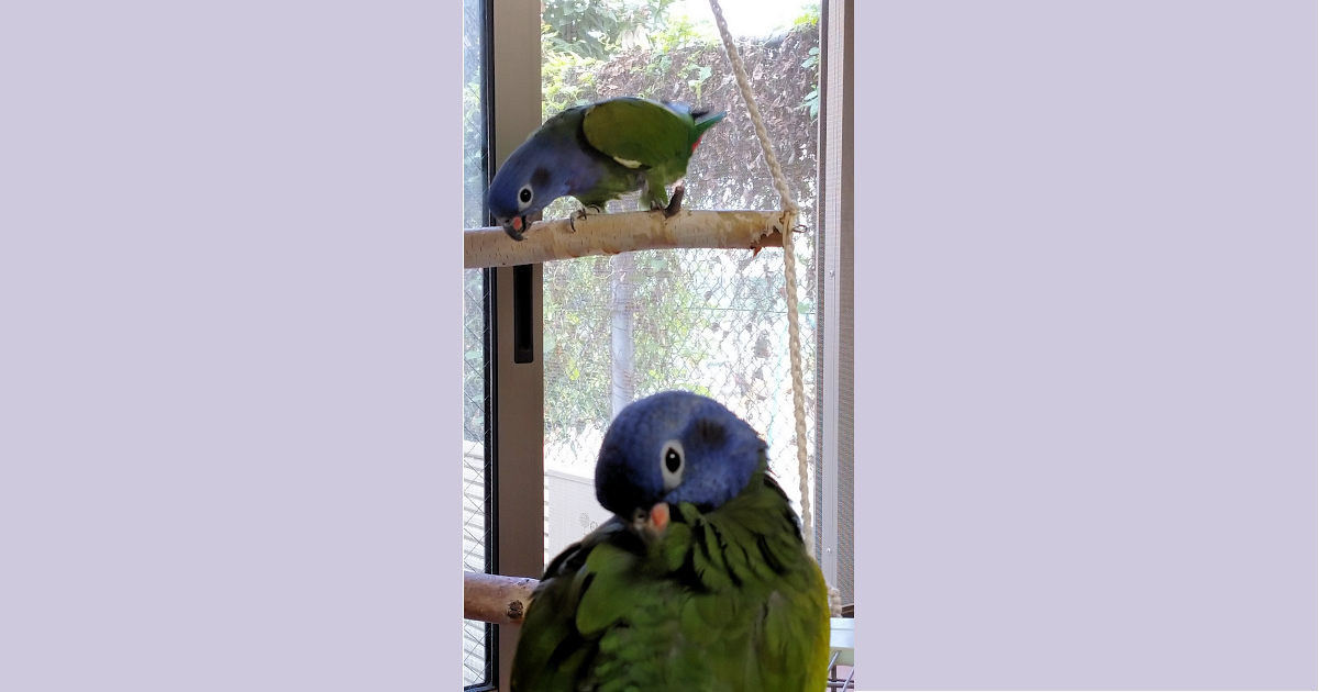 アケボノインコ 2019b写真-July2021