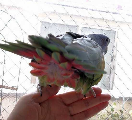 アケボノインコ 2019b写真-June2021-1