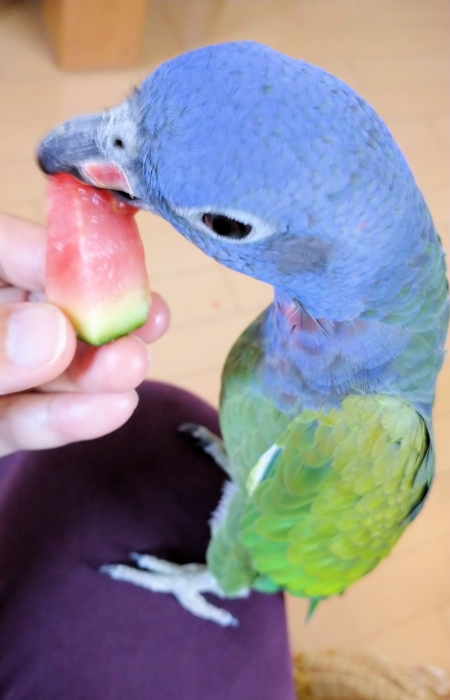 アケボノインコ 2019b写真