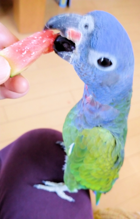 アケボノインコ 2019b写真