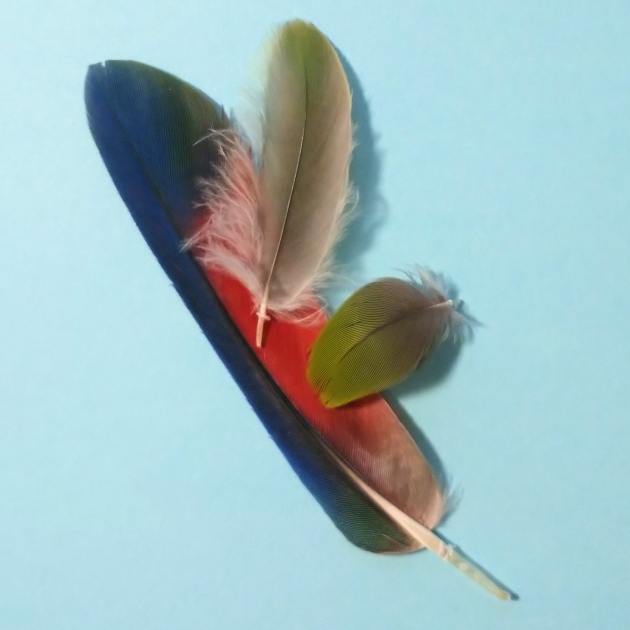 アケボノインコ 羽の写真